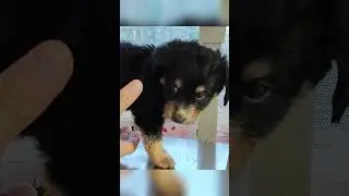 Someone Left Her in an Amazon Box 😭