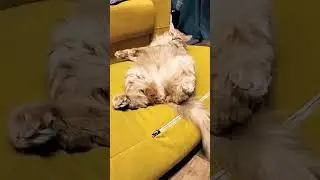 кот Оскар хочет макнагнетс? полиция #cat #memes