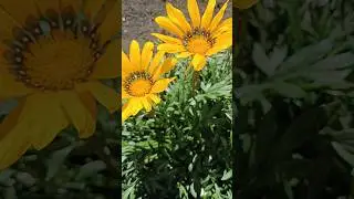 Цветы солнца 🥰 #shorts #flowers #garden