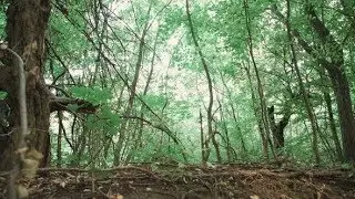 The Man Runs and Jumps in the Forest | Stock Footage - Videohive