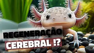 A VERDADE sobre os AXOLOTES!