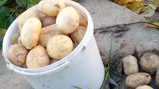 2й урожай картошки в ноябре!