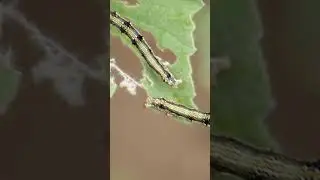 macro photography with smartphone ✓caterpillar walking slow-motion