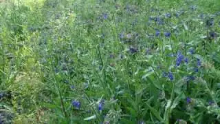 rubinie in fiore -foto e video creato da Delia Smit bonazzoli