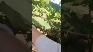 Инжир. Удаление нижних листьев.