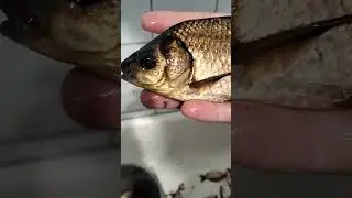 Красивый дикий карась