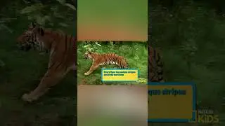 Rawr! Tigers may be cute but, I wouldn't have them as a pet 🐯 #NatGeoKids #AmazingAnimals