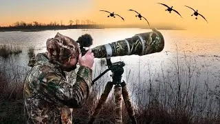 Photographing Swans in Eastern NC