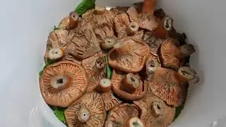 Солим рыжики горячим способом с Мариной Матвеевой.