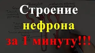 Строение нефрона за 1 минуту!!!