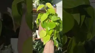 Моё вдохновение 😊 #комнатныерастения