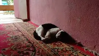 Kasian Sekali Liat Kucingku Sakit
