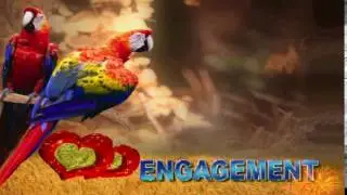 Engagement wedding Background, Video Background HD 4K  1080P 012