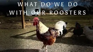 What we do with our Roosters