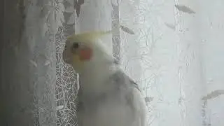 корелла мальчик разговаривает