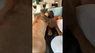 Boerboel’s Dad Predicts The Future 