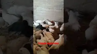наши курочки