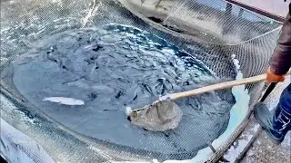 Живая форель и добрые пёсики