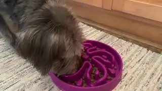Slow eat dog bowl