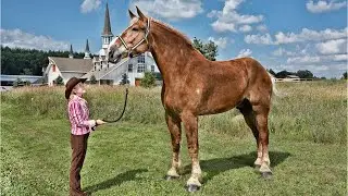 Unbelievably Massive Horses Compilation 🐴