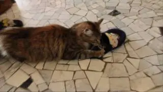 Metropolis Part 3: the Maine Coon and the Slipper...