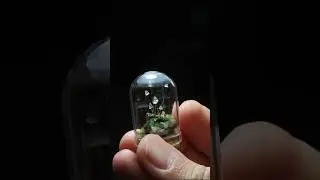 Forest Gems 💎 🍄 ...