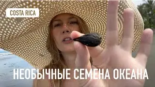 Что можно найти на берегу океана после отлива?