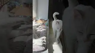 Обе две тут