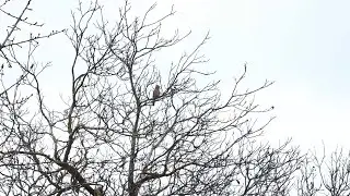 Eurasian jay (garrulus glandarius) creating some strange sound.
