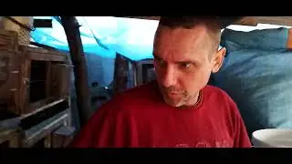Молодые самки покрыты . Окролы осмотр гнёзд.