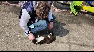 Stray Cat chose us in Korea