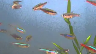 Wild Green Neon Tetra (Paracheirodon simulans) for sale at Tyne Valley Aquatics