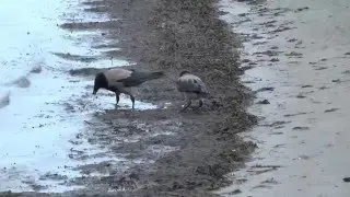 Ворона попрошайка