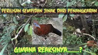 REAKSI HEWAN LANGKA JINAK SAAT DI RILIS DI ALAM LIAR