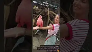 На это можно смотреть бесконечно... Марго и голубь...
