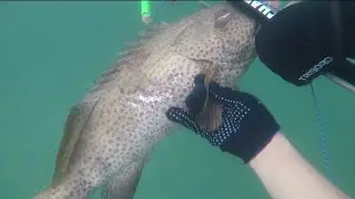#giantgrouper