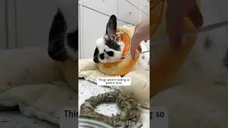 This year is the hardest year of our bunny's life 🐰
