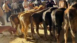 Vodil bozori shvet buqalar makoni kichik va katta buqa narhlari .24,05,2023