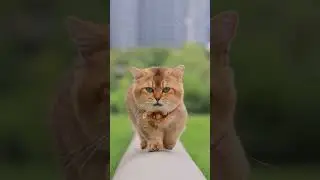 Коротколапый кот