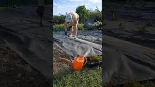 пересадка клубники ЧАСТЬ 3