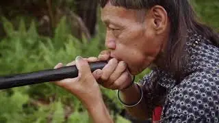 Maleisische blaaspijpjager #2 Dumpert
