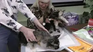 Кабальный договор спаривания животных.