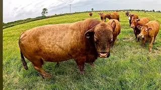 TB Test Results! Swapping Bulls!
