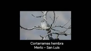 "Cortarramas hembra".  #birds  #avesdeargentina #shorts