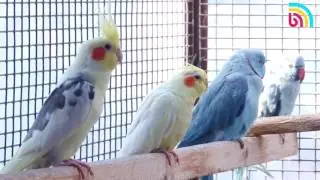 Адамча сүйлөгөн тоту куштар