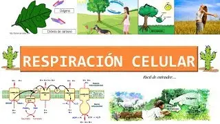 Respiración celular fácil de aprender (teoría y preguntas resueltas)