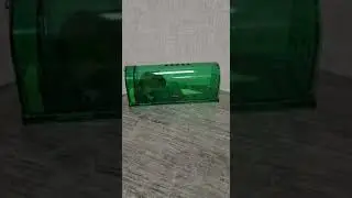 KleinesMäuschen brauchte Hilfe 🐀