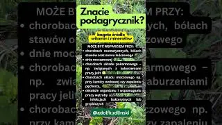 Znacie podagrycznik i jego zalety?