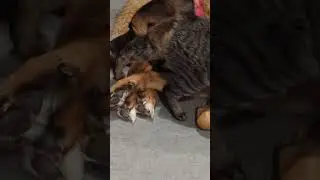 Cat Has the Dog Hog Tied 