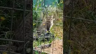Killer Kitty